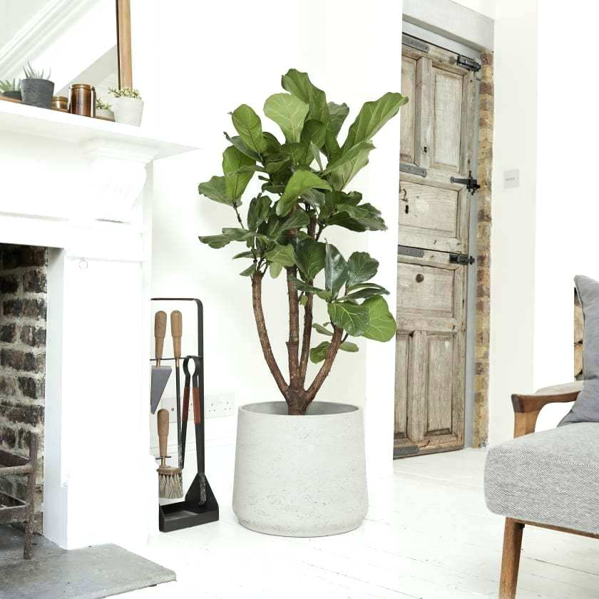 Fig tree, £240 from Patch
